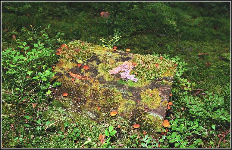 photo "Mushroom place" tags: landscape, forest