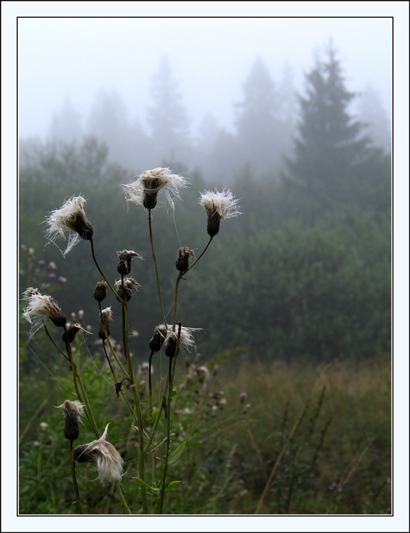 photo "Gray hair of old generation evergreen oligarchy" tags: genre, macro and close-up, 