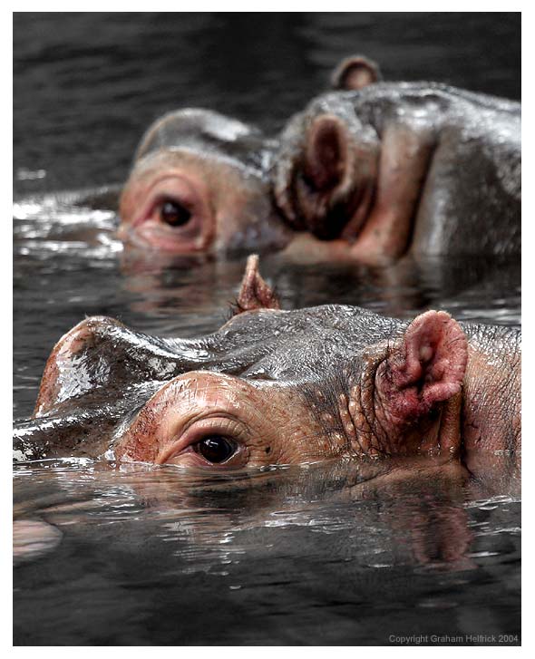 photo "Hippo Hangout" tags: nature, wild animals