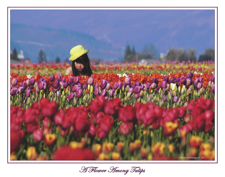фото "A flower among Tulips" метки: природа, портрет, женщина, цветы