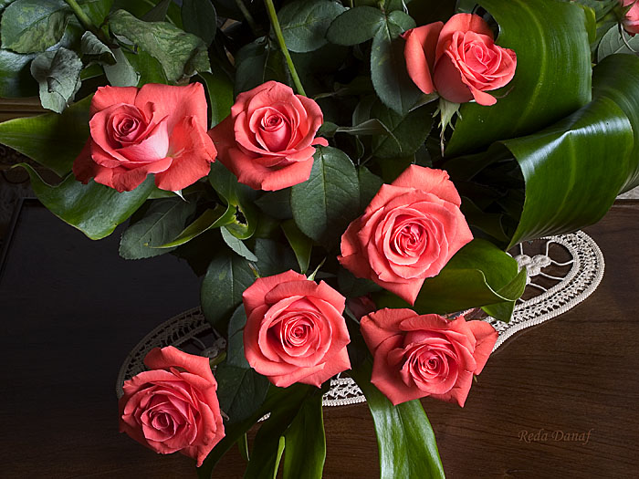 photo "Roses" tags: nature, flowers
