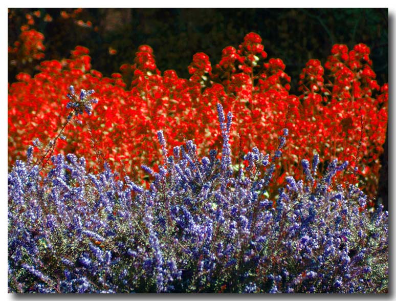 photo "purple and red" tags: nature, flowers