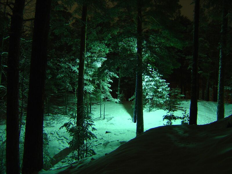photo "fantastic wood" tags: landscape, night