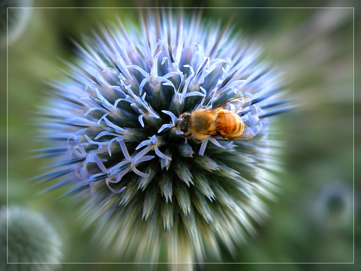 photo "planetar system" tags: nature, macro and close-up, insect