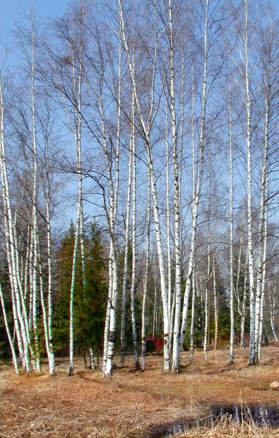 photo "April birches" tags: landscape, nature, spring