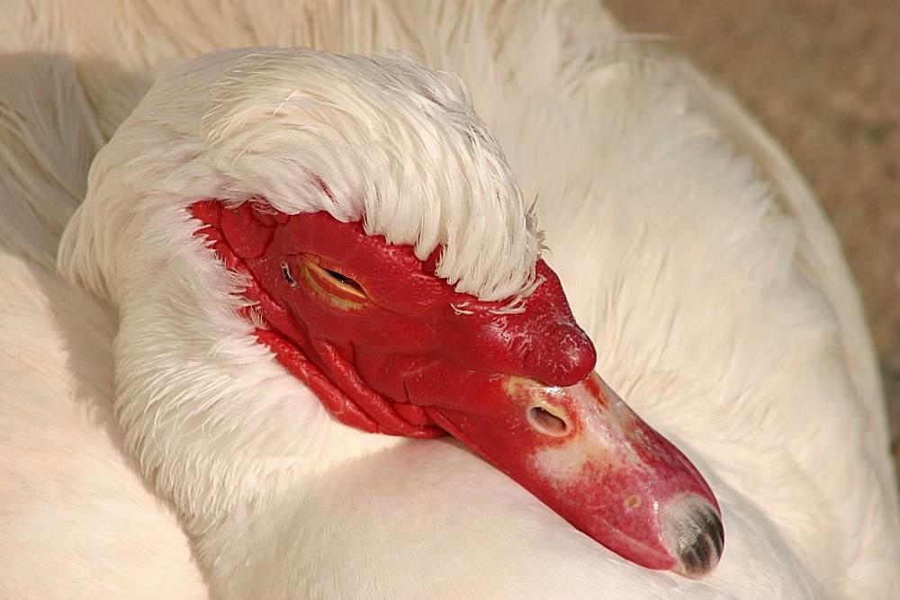 фото "White and Red" метки: природа, домашние животные