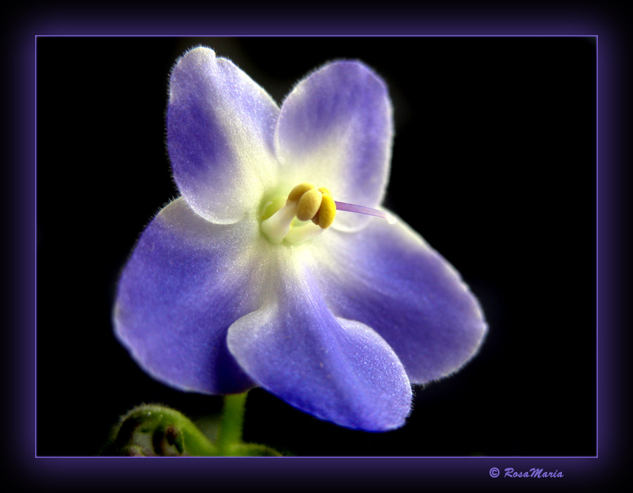 photo "Violet" tags: macro and close-up, nature, flowers