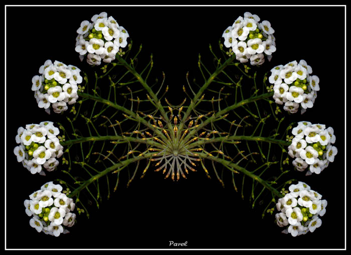 photo "Symmetry" tags: montage, nature, flowers