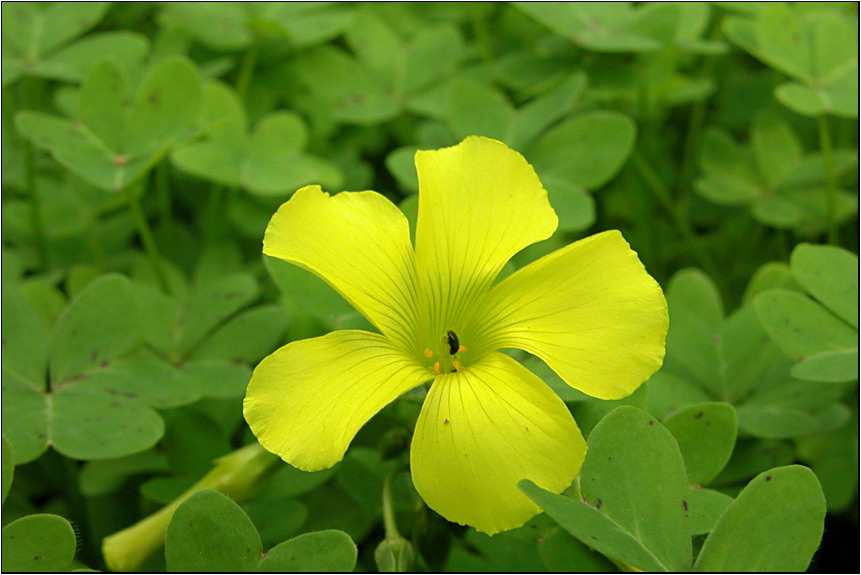 photo "Yellow&Green2" tags: nature, macro and close-up, flowers