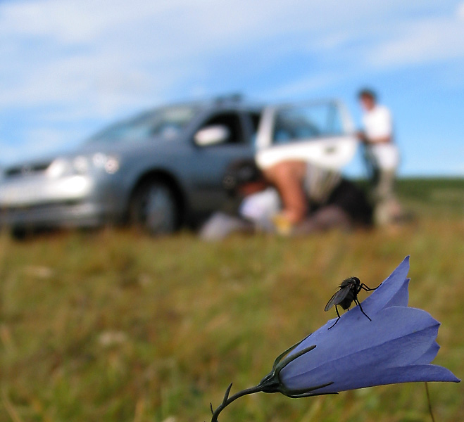 photo "The Spy" tags: humor, nature, insect