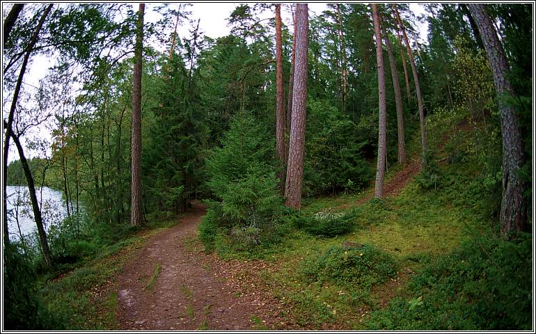 photo "Wood etude" tags: landscape, forest