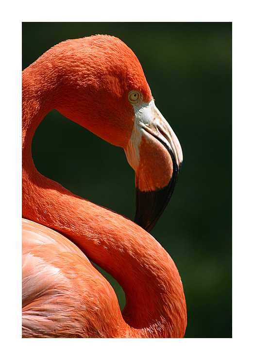 photo "Flamingo" tags: nature, wild animals