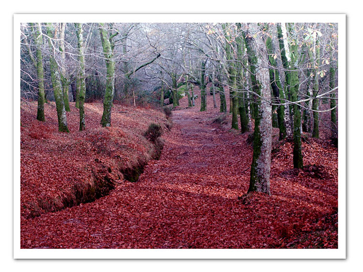 photo "path" tags: misc., 