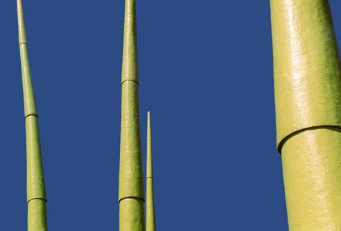 photo "bamboo" tags: abstract, 