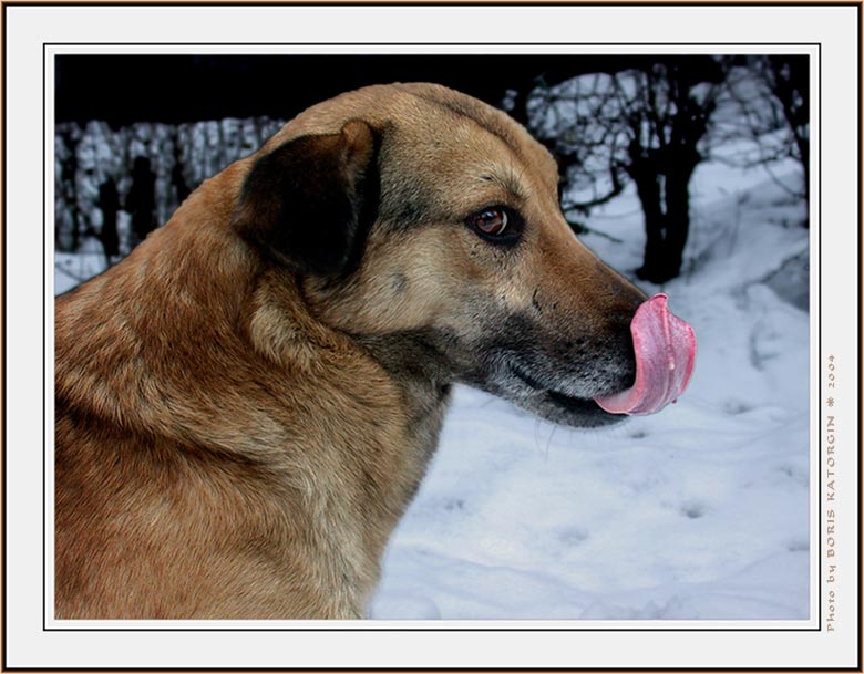 photo "As was tasty...!" tags: nature, portrait, pets/farm animals