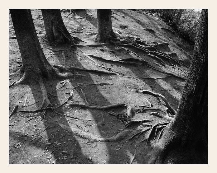 photo "Roots #2" tags: black&white, nature, 