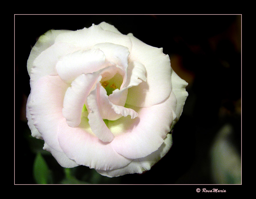 photo "Purity" tags: macro and close-up, nature, flowers