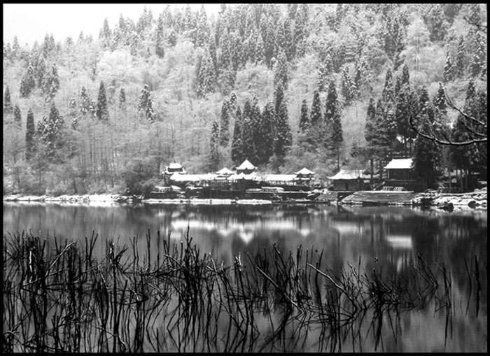 фото "tree" метки: пейзаж, лес