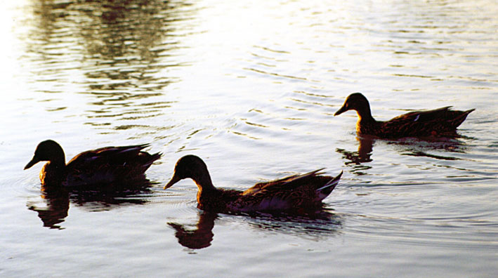 photo "ducks" tags: misc., 