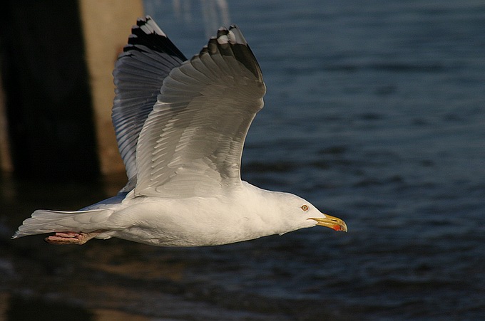 photo "Sea Gull 4" tags: nature, wild animals