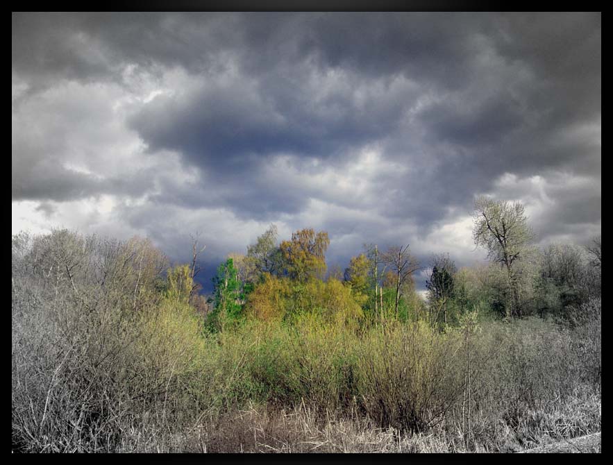 фото "before the rain" метки: пейзаж, весна, лес