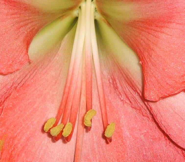 photo "A bees eye view" tags: macro and close-up, 