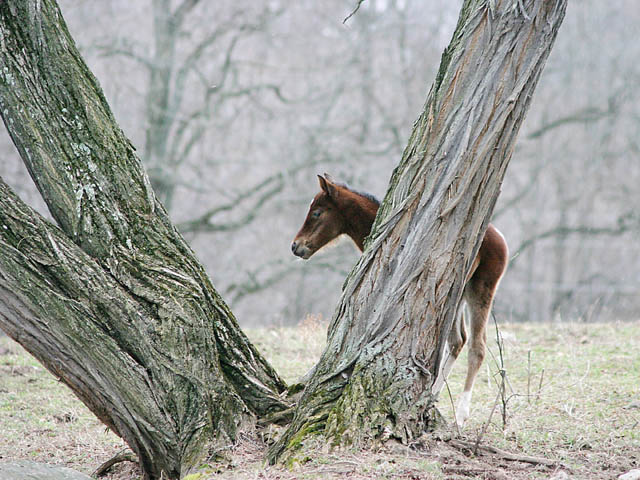 photo "The New Colt" tags: nature, pets/farm animals