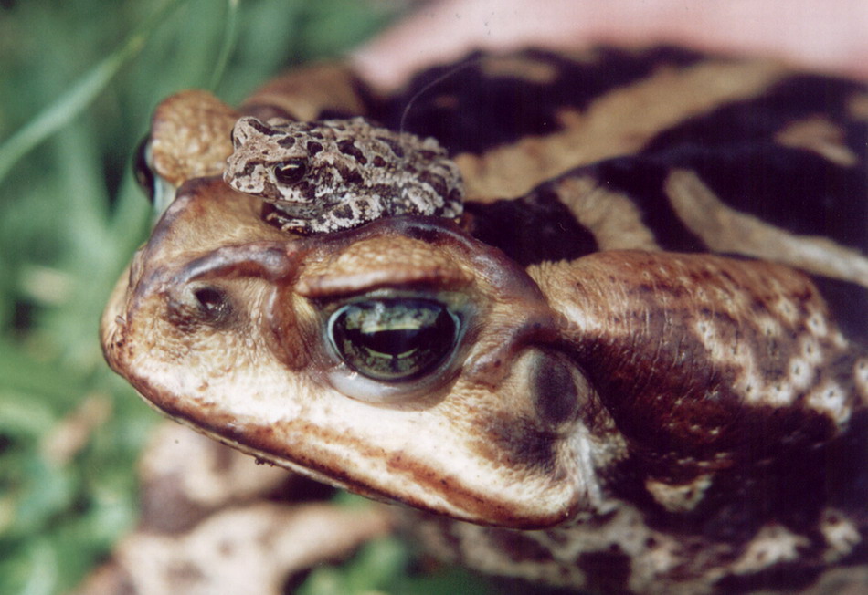 фото "A big and a little toad" метки: макро и крупный план, природа, дикие животные