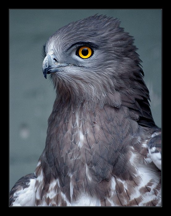 фото "Portrait of a Proud Bird" метки: природа, портрет, дикие животные