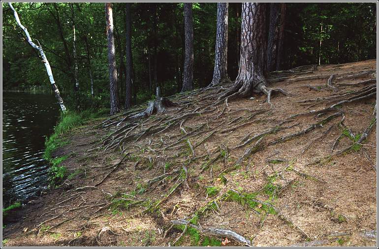 photo "Wood etude" tags: landscape, forest