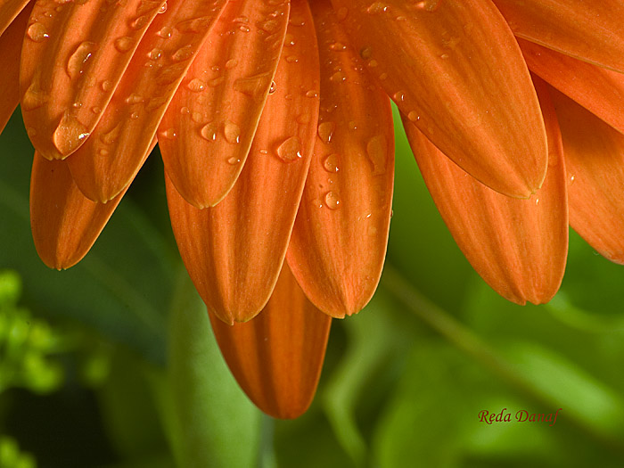 photo "Gerbera" tags: nature, macro and close-up, flowers