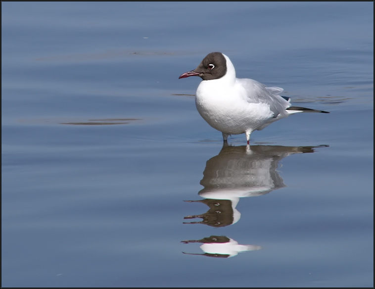 photo "She and curve mirror." tags: nature, wild animals