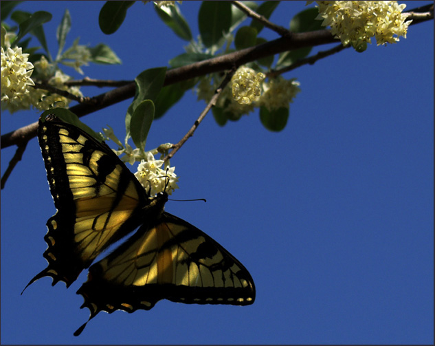 photo "Sweet Return" tags: nature, macro and close-up, insect