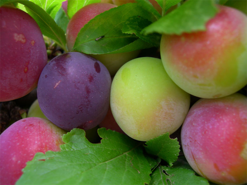 photo "Plums" tags: macro and close-up, 