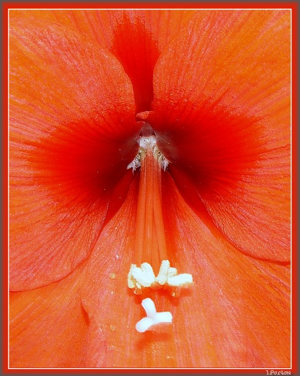 фото "Eros" метки: природа, цветы