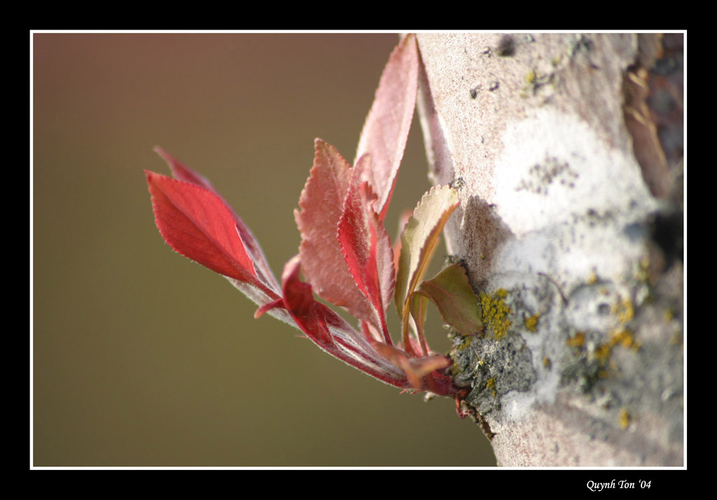 photo "Cherry Bud" tags: macro and close-up, nature, flowers