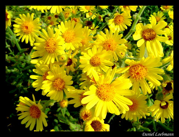 фото "Yellow Flowers" метки: природа, цветы