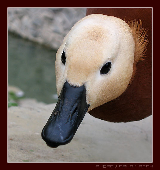 photo "Duck curiosity" tags: nature, wild animals