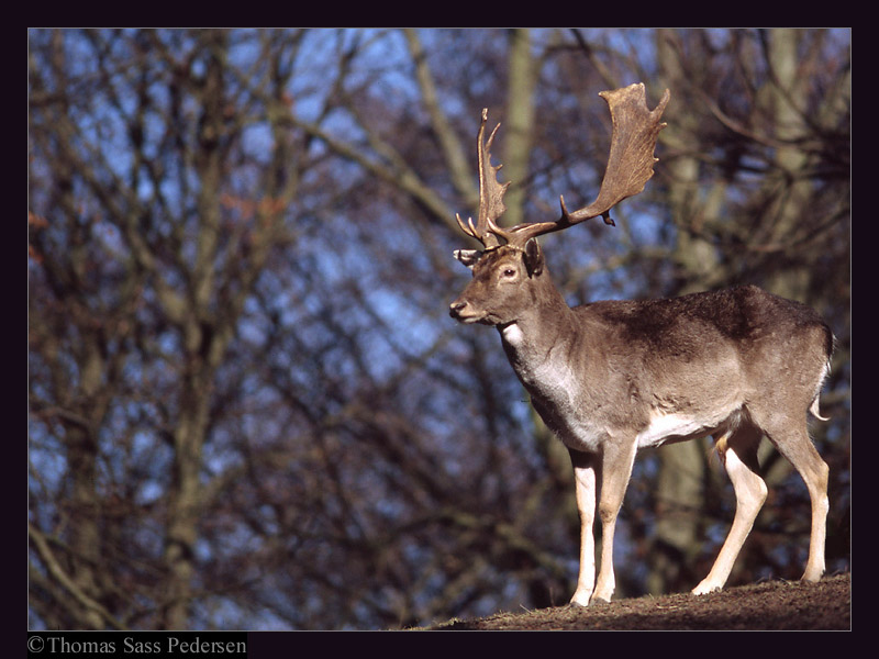 photo "Looking Down From The Hill" tags: nature, wild animals