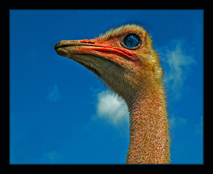 photo "Light-blue eye" tags: nature, wild animals