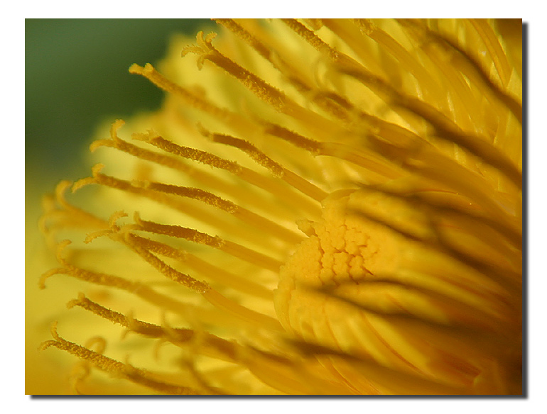 photo "Pollen" tags: macro and close-up, nature, flowers