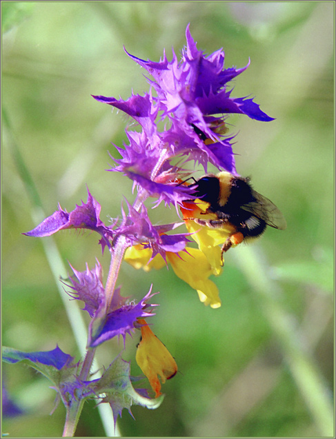 photo "And a fluffy bumblebee..." tags: macro and close-up, nature, insect