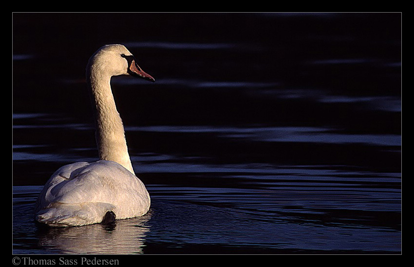photo "Swan in Sunset" tags: nature, wild animals