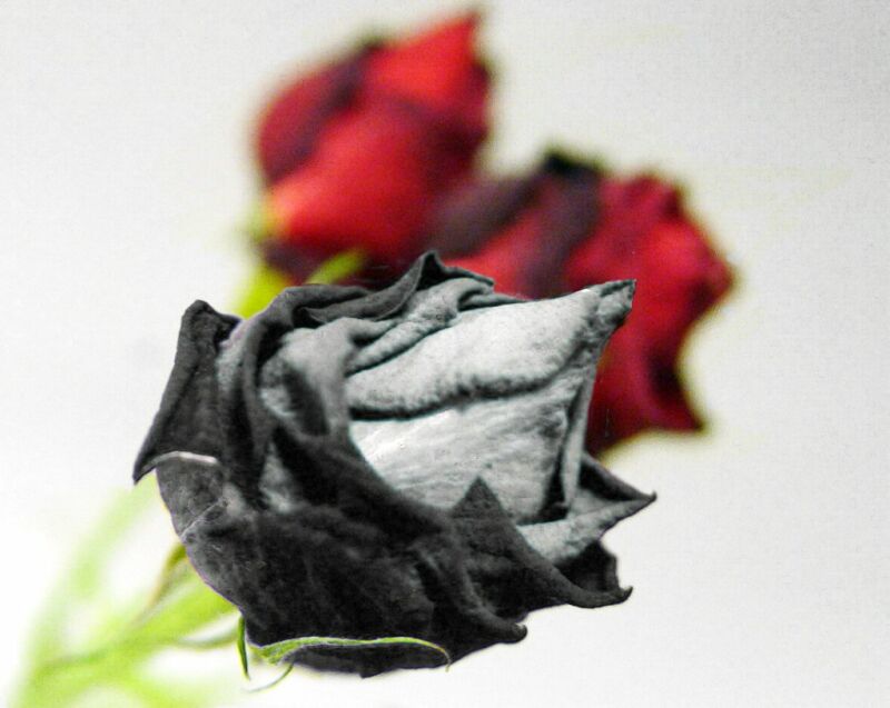 photo "faded rose" tags: montage, 