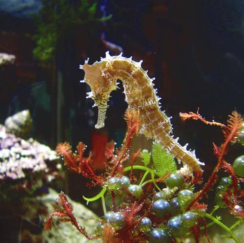 фото "spiny seahorse" метки: природа, подводные, дикие животные