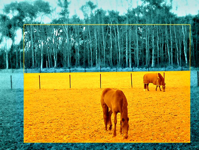 photo "ORANGE FIELD& GREEN GRASS" tags: nature, abstract, pets/farm animals