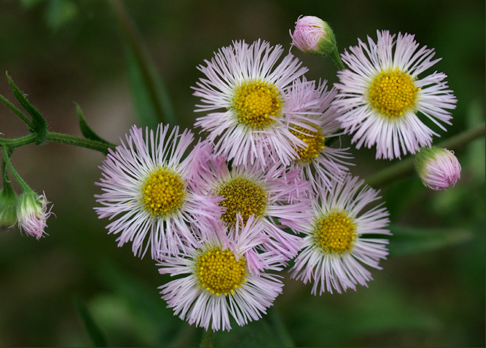 photo "Happy Easter Everyone!" tags: macro and close-up, nature, flowers