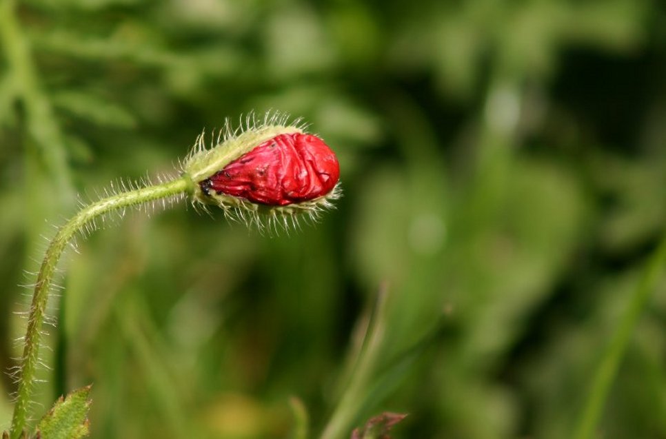 photo "The life miracle..." tags: nature, flowers