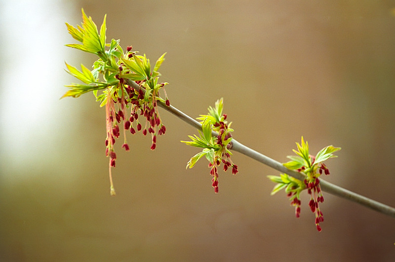 фото "Весенние сережки" метки: природа, пейзаж, весна, цветы