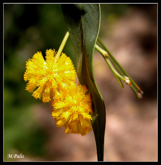 photo "****" tags: macro and close-up, nature, flowers